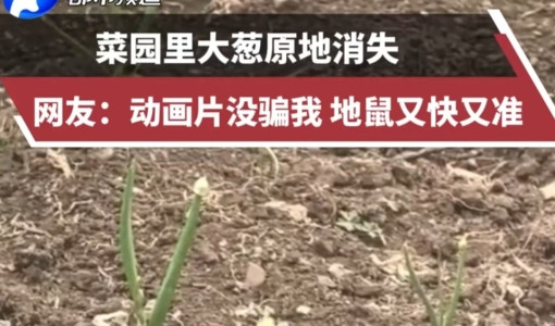 菜园里大葱原地消失