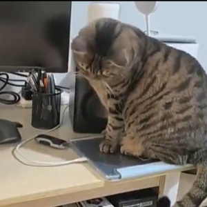 猫咪第一定律:手贱之前，必先歪头！